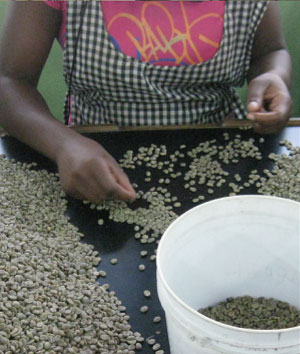 急斜面での栽培・収穫は全て手作業。コストを惜しまない姿勢が最高品質のコーヒーを生み出す原動力です。